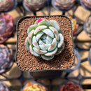 Echeveria 'Purity' 1"-2" Succulent Plant Cutting
