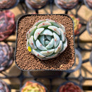 Echeveria 'Purity' 1"-2" Succulent Plant Cutting