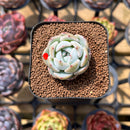 Echeveria 'Purity' 1"-2" Succulent Plant Cutting