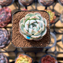 Echeveria 'Purity' 1"-2" Succulent Plant Cutting