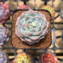 Echeveria 'Ultra Violet' 2" Succulent Plant Cutting