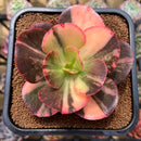 Echeveria 'Primadonna' Variegated 3"-4" Succulent Plant Cutting