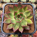 Echeveria 'Bouquet' Variegated? 3"-4" Succulent Plant Cutting