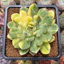 Echeveria 'Pulidonis' Variegated 3" Succulent Plant Cutting