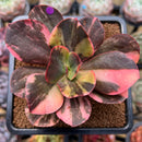 Echeveria 'Primadonna' Variegated 3"-4" Succulent Plant Cutting