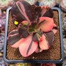 Echeveria 'Primadonna' Variegated 3"-4" Succulent Plant Cutting