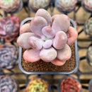 Pachyphytum 'Bracteosum' 2" Succulent Plant Cutting