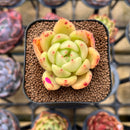 Echeveria 'Monroe Chanel' 2" Succulent Plant Cutting