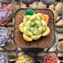 Echeveria 'Monroe Chanel' 2" Succulent Plant Cutting