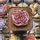 Echeveria Agavoides 'Chris Boney' Variegated 2" Succulent Plant Cutting