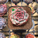 Echeveria Agavoides 'Chris Boney' Variegated 2" Succulent Plant Cutting