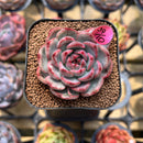 Echeveria Agavoides 'Chris Boney' Variegated 2" Succulent Plant Cutting