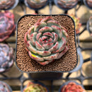 Echeveria Agavoides 'Chris Boney' Variegated 2" Succulent Plant Cutting