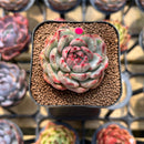 Echeveria Agavoides 'Chris Boney' Variegated 2" Succulent Plant Cutting