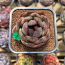 Echeveria 'Black Mink' 2" Succulent Plant Cutting