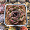 Echeveria 'Black Mink' 2" Succulent Plant Cutting