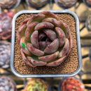Echeveria 'Black Mink' 2" Succulent Plant Cutting