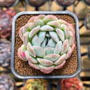 Echeveria 'Jade Glow' 2" Succulent Plant Cutting