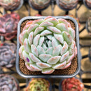 Echeveria 'Jade Glow' 2" Succulent Plant Cutting