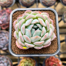Echeveria 'Jade Glow' 2" Succulent Plant Cutting