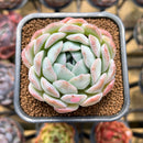 Echeveria 'Jade Glow' 2" Succulent Plant Cutting