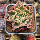 Echeveria 'Blue Wave' 2" Succulent Plant Cutting