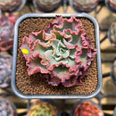 Echeveria 'Blue Wave' 2" Succulent Plant Cutting