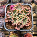 Echeveria 'Blue Wave' 2" Succulent Plant Cutting