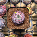 Echeveria 'Max Purple' 1" Succulent Plant Cutting