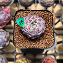 Echeveria 'Max Purple' 1" Succulent Plant Cutting