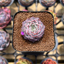 Echeveria 'Max Purple' 1" Succulent Plant Cutting