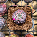 Echeveria 'Max Purple' 1" Succulent Plant Cutting