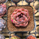 Echeveria 'Mr. Pink' 2" Succulent Plant Cutting