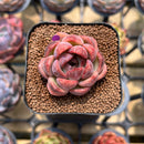 Echeveria 'Mr. Pink' 2" Succulent Plant Cutting