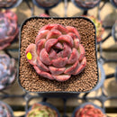 Echeveria 'Mr. Pink' 2" Succulent Plant Cutting