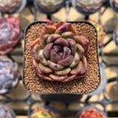 Echeveria 'Phantom Gold' 2" Succulent Plant Cutting