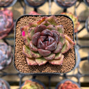 Echeveria 'Phantom Gold' 2" Succulent Plant Cutting