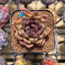 Echeveria 'Phantom Gold' 2" Succulent Plant Cutting
