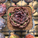 Echeveria 'Phantom Gold' 2" Succulent Plant Cutting