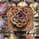 Echeveria 'Phantom Gold' 2" Succulent Plant Cutting