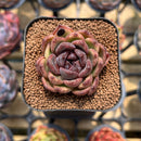 Echeveria 'Phantom Gold' 2" Succulent Plant Cutting