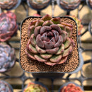 Echeveria 'Phantom Gold' 2" Succulent Plant Cutting