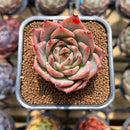 Echeveria 'Red Dragon' 2" Succulent Plant Cutting
