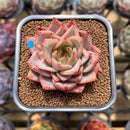 Echeveria 'Red Dragon' 2" Succulent Plant Cutting