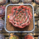 Echeveria 'Red Dragon' 2" Succulent Plant Cutting