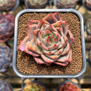 Echeveria 'Red Dragon' 2" Succulent Plant Cutting