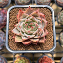 Echeveria 'Red Dragon' 2" Succulent Plant Cutting