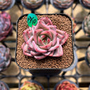 Echeveria 'Red Dragon' 2" Succulent Plant Cutting