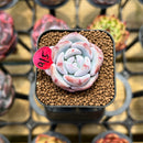 Echeveria 'Purple Look' 1" Succulent Plant Cutting