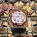 Echeveria 'Purple Look' 1" Succulent Plant Cutting